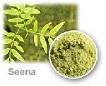 Manufacturers Exporters and Wholesale Suppliers of Senna Leaf Balotra Rajasthan